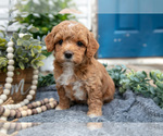 Small Photo #16 Goldendoodle (Miniature) Puppy For Sale in SHIPSHEWANA, IN, USA