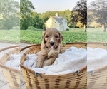 Small Photo #2 Labradoodle Puppy For Sale in HAMDEN, CT, USA