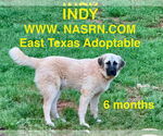 Small #5 Anatolian Shepherd-Great Pyrenees Mix