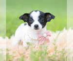 Small #3 Chihuahua