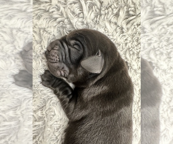 Medium Photo #8 Labrador Retriever Puppy For Sale in CANTONMENT, FL, USA