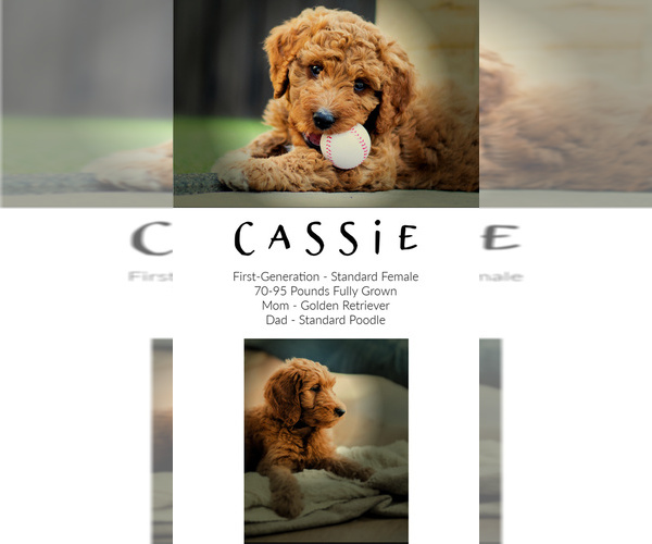 Medium Photo #4 Goldendoodle Puppy For Sale in LISBON, OH, USA