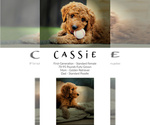 Small Photo #4 Goldendoodle Puppy For Sale in LISBON, OH, USA