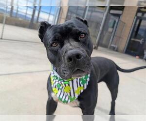 American Pit Bull Terrier-American Staffordshire Terrier Mix Dogs for adoption in Denver, CO, USA