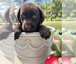 Image preview for Ad Listing. Nickname: AKC Ready to Go