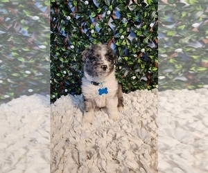 Aussiedoodle Miniature Puppy for sale in INDIANAPOLIS, IN, USA