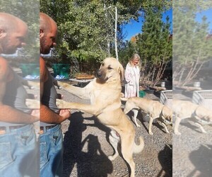Father of the Anatolian Shepherd puppies born on 02/04/2022