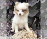 Small #3 Pomeranian