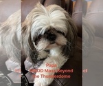 Small Photo #1 Shih Tzu Puppy For Sale in ROSEVILLE, OH, USA