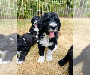Medium Aussiedoodle