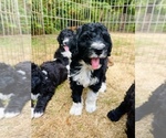 Puppy Sushi Aussiedoodle