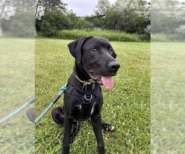 Medium Photo #1 Labrador Retriever-Unknown Mix Puppy For Sale in London, Ontario, Canada