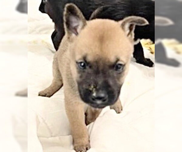 Medium Photo #2 Siberian Husky-Unknown Mix Puppy For Sale in Houston, TX, USA