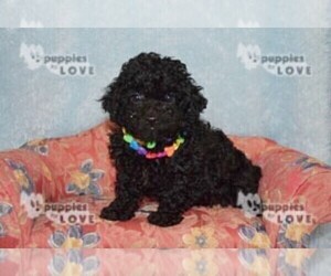 Poodle (Toy) Puppy for sale in SANGER, TX, USA