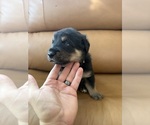 Litter of 4 - Male(s) and Female(s) Golden ShepherdLitter of Puppies for Sale - Photo #3