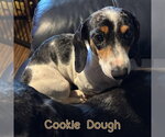 Small #2 Dachshund