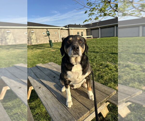 Medium Photo #6 Labbe Puppy For Sale in Evansville, IN, USA