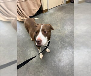 Mutt Dogs for adoption in Texas City, TX, USA