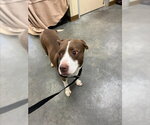 Small Mutt