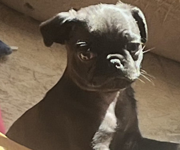 Medium Photo #1 Pug Puppy For Sale in RICHMOND, TX, USA