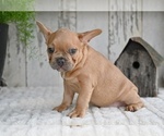 Small #3 French Bulldog