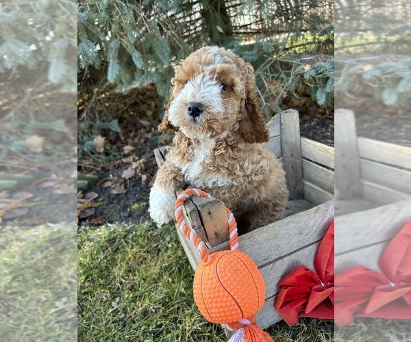 Medium Photo #4 Cockapoo Puppy For Sale in MIDDLEBURY, IN, USA