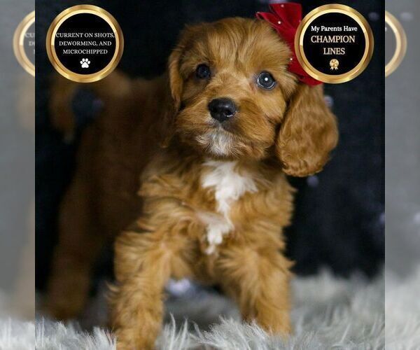 Medium Photo #55 Cavapoo Puppy For Sale in WARSAW, IN, USA