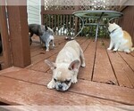 Small Photo #8 French Bulldog Puppy For Sale in GREENSBORO, NC, USA