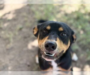 Greater Swiss Mountain Dog-Unknown Mix Dogs for adoption in Tulsa, OK, USA