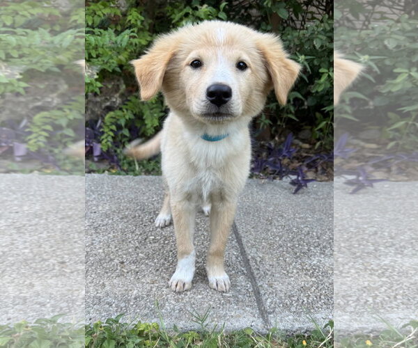 Medium Photo #1 Golden Retriever-Unknown Mix Puppy For Sale in PIPE CREEK, TX, USA