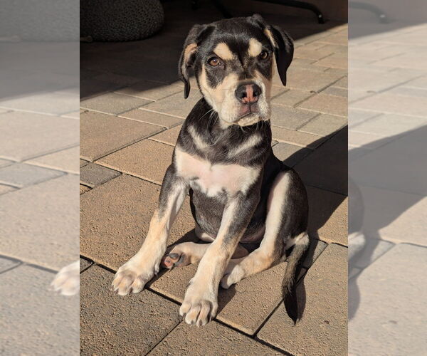 Medium Photo #2 Siberian Husky-Unknown Mix Puppy For Sale in Dana Point, CA, USA