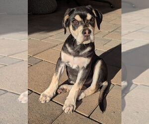Sage - Female Siberian Husky-Unknown Mix Dog for Adoption - Photo #2