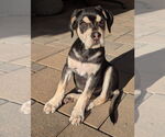 Small Photo #2 Siberian Husky-Unknown Mix Puppy For Sale in Dana Point, CA, USA