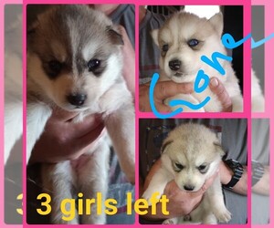 Siberian Husky Puppy for sale in PERU, IN, USA