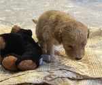 Puppy 7 Goldendoodle