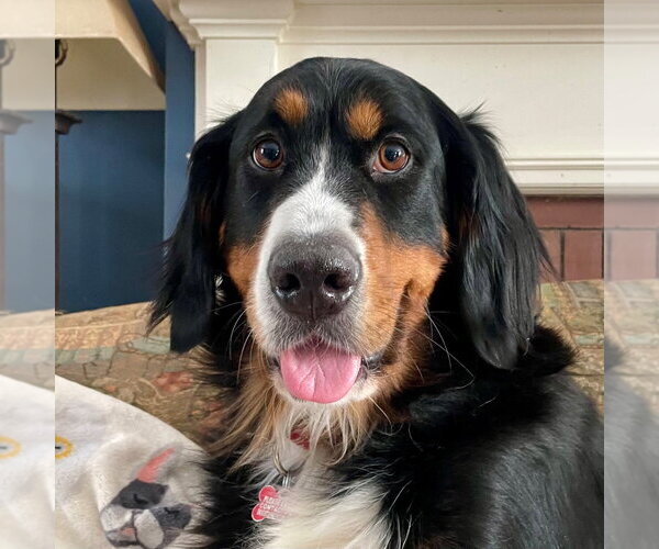 Medium Photo #16 Bernese Mountain Dog Puppy For Sale in Canton, CT, USA