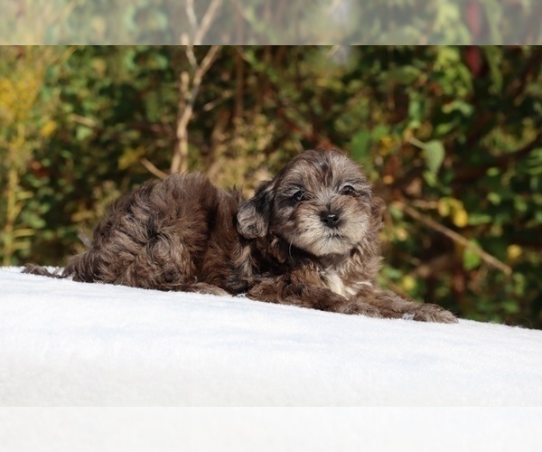 Medium Photo #64 ShihPoo Puppy For Sale in DYERSBURG, TN, USA