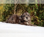 Small #63 ShihPoo