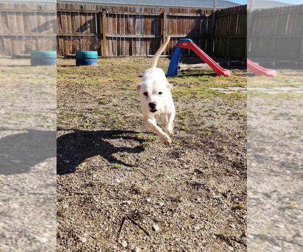 Medium Photo #3 Labrador Retriever-Unknown Mix Puppy For Sale in Evansville, IN, USA