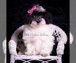 Small Photo #24 Maltipoo (Miniature) Puppy For Sale in WARSAW, IN, USA