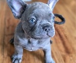 Puppy Blue French Bulldog