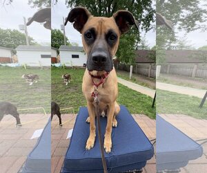 Boxador Dogs for adoption in Farmington, MN, USA