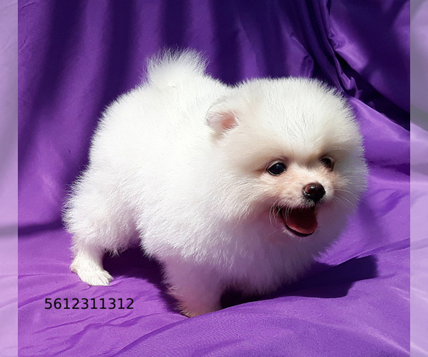 Medium Photo #5 Pomeranian Puppy For Sale in PALM BCH GDNS, FL, USA