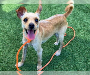 Toxirn Dogs for adoption in Orange, CA, USA