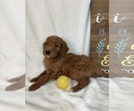 Small #1 Goldendoodle (Miniature)