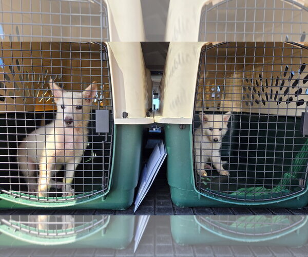 Medium Photo #2 German Shepherd Dog Puppy For Sale in Centreville, VA, USA