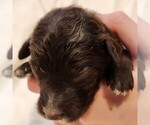Small #1 F2 Aussiedoodle