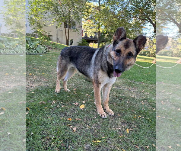 Medium Photo #2  Puppy For Sale in , 