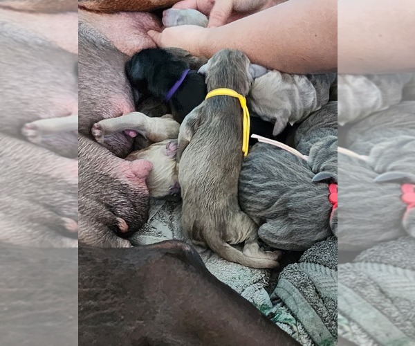 Medium Photo #24 Doberman Pinscher Puppy For Sale in CLINTON, OH, USA