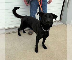 Labrador Retriever-Unknown Mix Dogs for adoption in Louisville, KY, USA